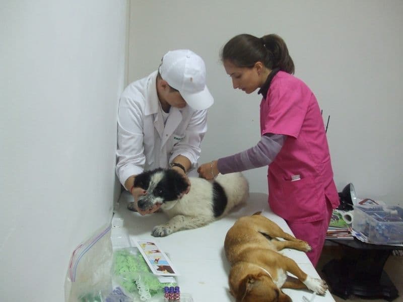 ADOR sterilizare caini (5)