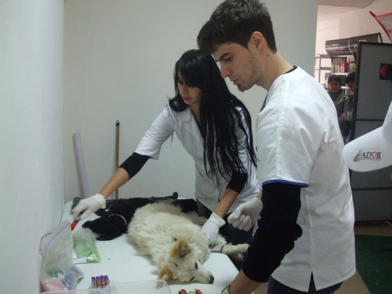 ADOR sterilizare caini (8)