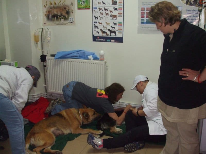 ADOR sterilizare caini (9)