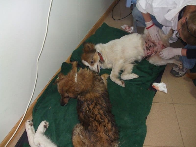 ADOR sterilizare caini (10)