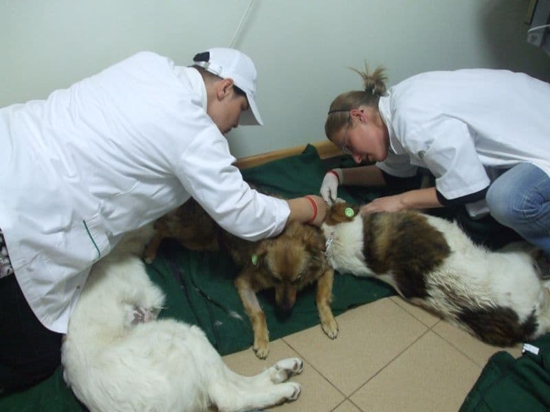 ADOR sterilizare caini (11)