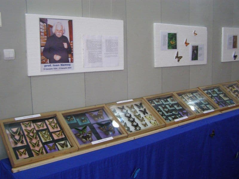 Expoziție de Fluturi exotici la Muzeul de Științele Naturii Dorohoi - FOTO