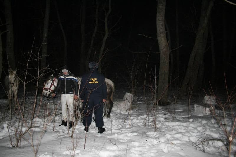 Contrabandă cu caii la SPF Româneşti