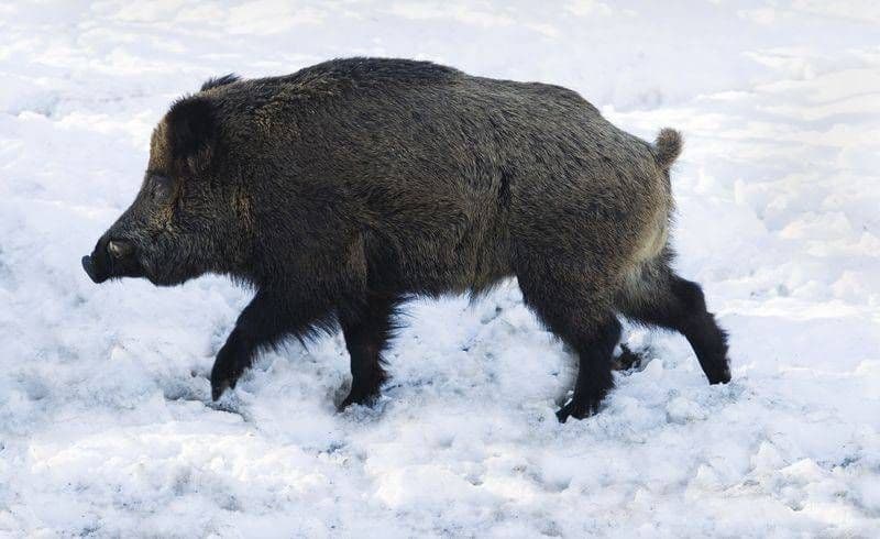 Tânăr ajuns de urgenţă la Spitalul Municipal Dorohoi după ce a fost muşcat de un porc mistreţ