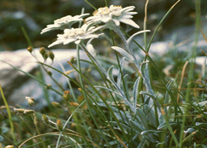 Grădina verde vă informează: Floarea de colț (Leontopodium alpinum Edelweis)