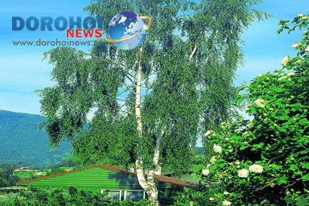 Grădina verde vă informează: Mesteacănul (Betula pendula) 