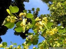 Florile de tei, bune pentru conjunctivită