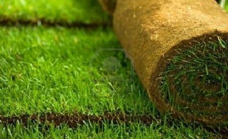 Grădina verde vă informează: Gazonul