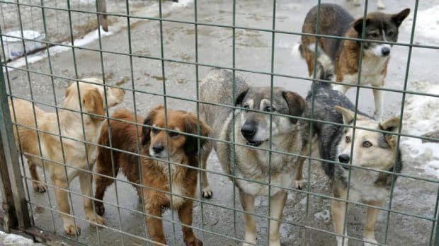Propunere legislativă adoptată: Doar câinii bolnavi vor putea fi eutanasiați