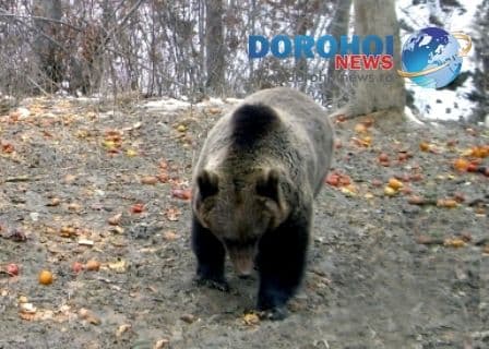 SENZAȚIONAL! Urme de urs găsite de pădurari în pădurile din zona Dersca