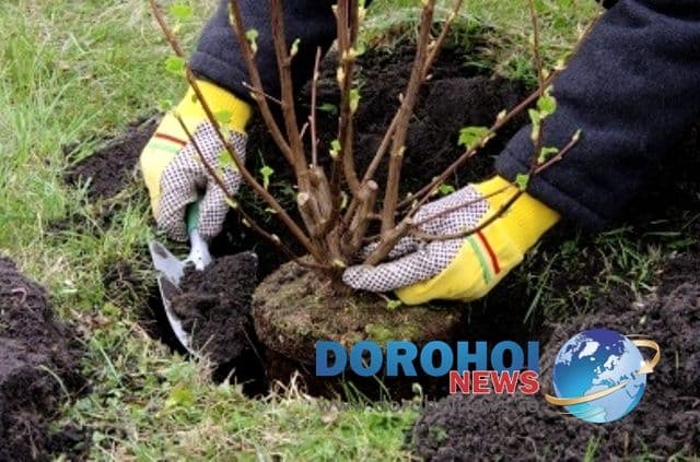 Ocolul Silvic Dorohoi organizează „Luna plantării arborilor”