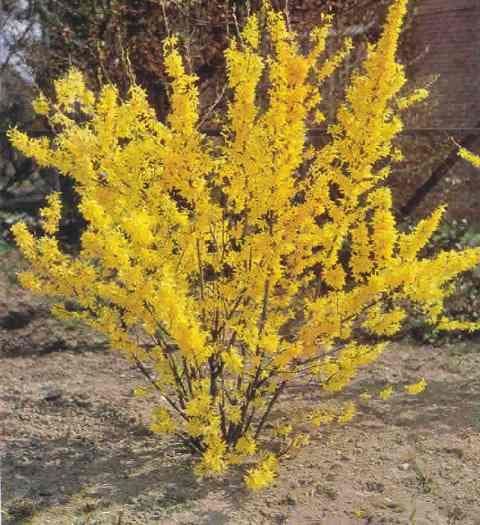Grădina verde vă informează: Forsythia intermedia - Ploaie de aur