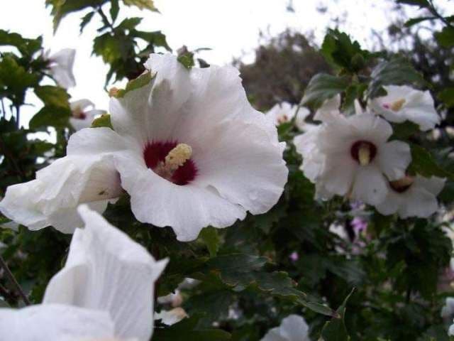 Grădina verde vă informează: Hibiscus syriacus, trandafirul sau zămoşiţa de Siria
