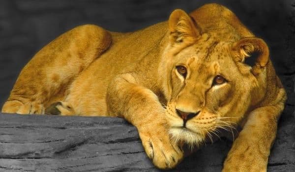 O adolescentă, mușcată de o leoaică de la Grădina Zoologică din Rădăuţi