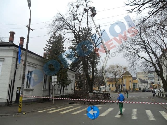Sute de cuiburi de ciori, doborâte în parcul Primariei din Dorohoi - FOTO