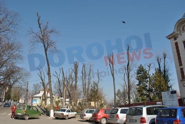 Primim la redacţie: „Opriţi măcelărirea copacilor din Dorohoi !” - FOTO