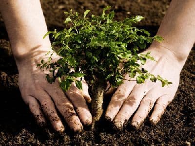 O nouă campanie de plantare de pomi va fi organizată la Dorohoi sub sloganul „Te iubesc Dorohoi”