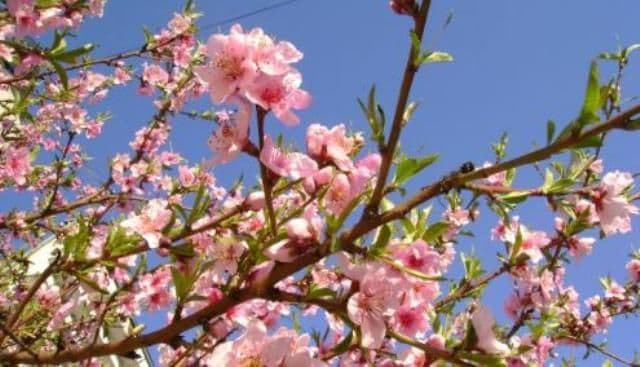 Dacă ești în pană de idei, iată câteva mesaje pe care pe care le poți trimite de Florii