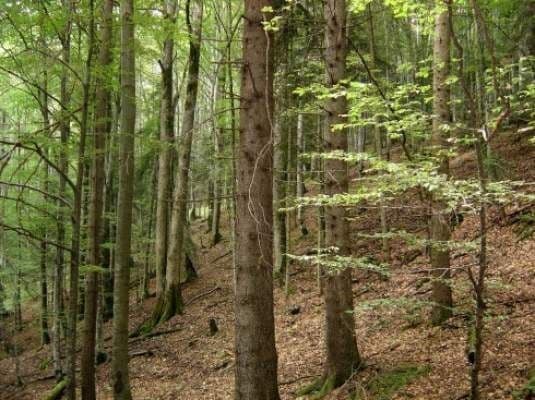 Liceul Teoretic „Anastasie Başotă” organizează licitaţie de vânzare masa lemnoasa pe picior