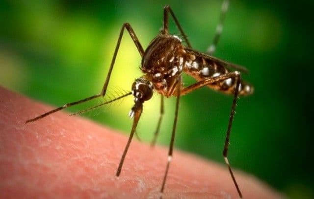 Plante care alungă ţânţarii din casă şi grădină