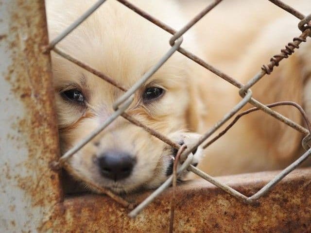 Noua Constituţie interzice relele tratamente aplicate animalelor, definite potrivit legii