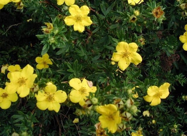 Grădina Verde vă informează: Potentila fruticosa
