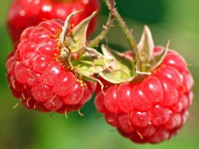 Ţineţi diabetul şi cancerul la distanţă cu zmeură