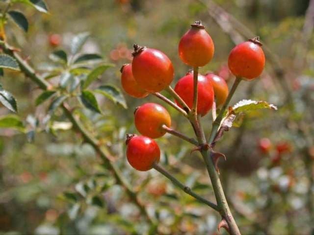 Efectul miraculos al măceşelor asupra organismului