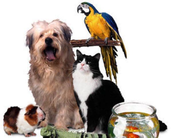 Fiscul ia la puricat animalele de companie. Orice animal care valorează mai mult de 3.400 de euro trebuie declarat