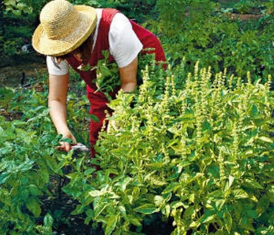 Beneficiile busuiocului: medicamentul-miracol din natura trateaza boli grave