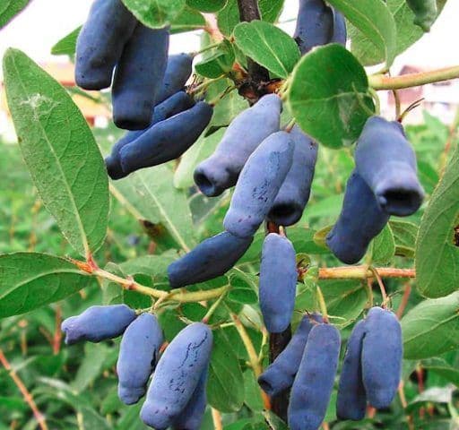 Grădina Verde vă informează: LONICERA KAMTSCHATICA Boabe de miere Siberiană sau Jagoda Kamtschatca