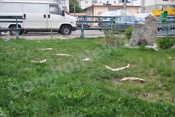 Primim la redacţie: Fosilele unor animale „preistorice”, descoperite în punctul ZERO al Dorohoiului - FOTO