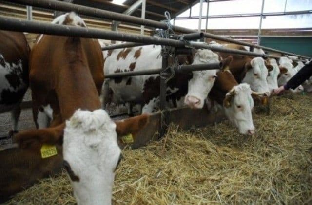 De astăzi, fermierii pot depune cererile pentru plata subvențiilor acordate crescătorilor de vaci
