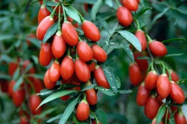 Grădina Verde vă informează: GOJI sau CĂTINA DE GARD (Lycium barbarum)