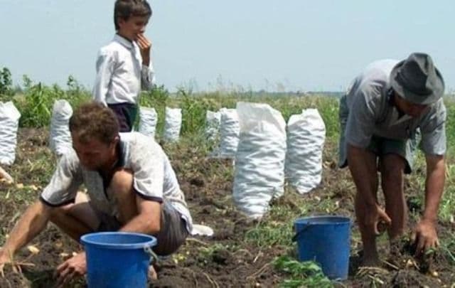Ajutorul social nu se acordă dacă beneficiarii dețin teren, animale și păsări cu valoare de producție de 1.000 de euro/persoană