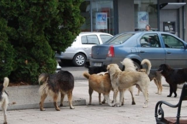 Uniunea Europeană este de acord cu eutanasierea maidanezilor din România