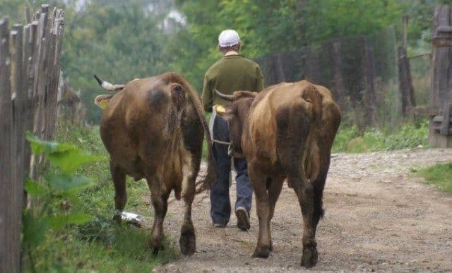 Hoţii fac ravagii: Animale furate de pe câmp în Cristinești și Carasa