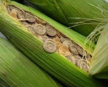 Cum să iei 1.300 de euro la hectar? Statul dă bani pentru agricultori