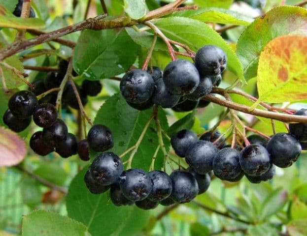 Grădina Verde vă informează: Aronia sau scorușul negru (ARONIA MELANOCARPA)