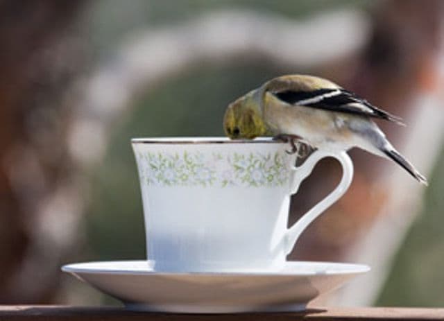 Idei ingenioase pentru casă. Refoloseşte cafeaua şi ceaiul de dimineaţă