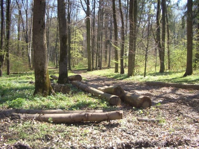 Pădurar ameninţat cu toporul de hoţii de lemne şi lăsat fără maşină