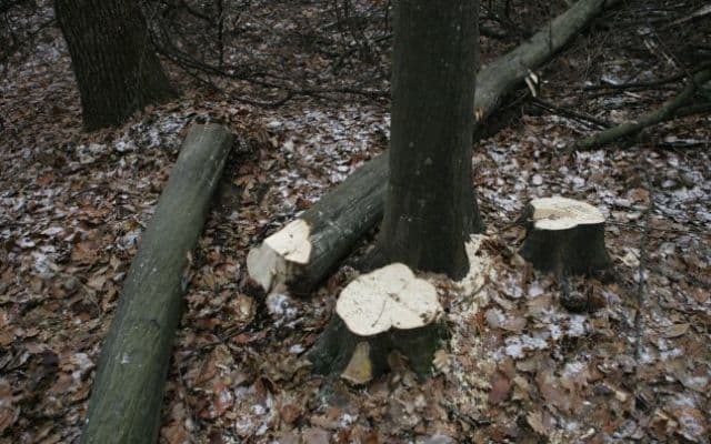 Dosare penale întocmite pentru tăiere ilegală de arbori 