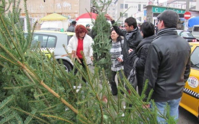 Ce amenzi riscă românii care îşi cumpără din piaţă brazi de Crăciun vânduţi fără acte