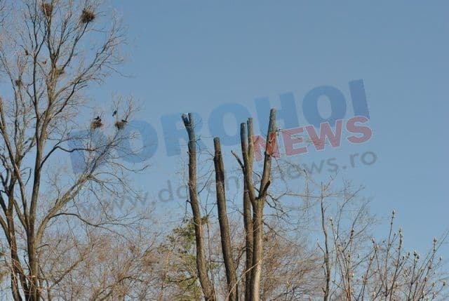 Dorohoi_copaci mutilati_04