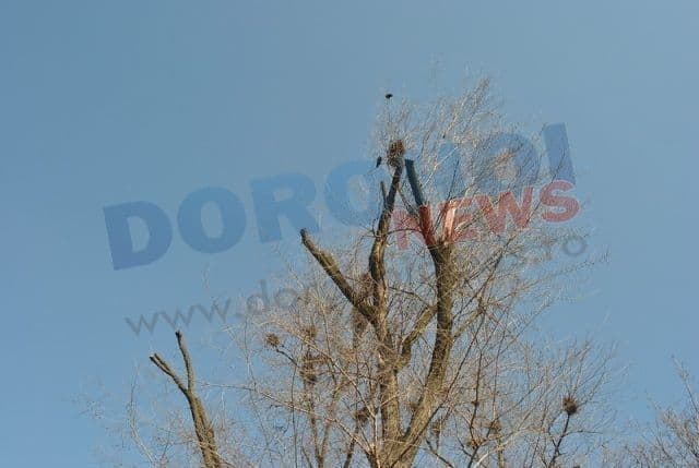 Dorohoi_copaci mutilati_05
