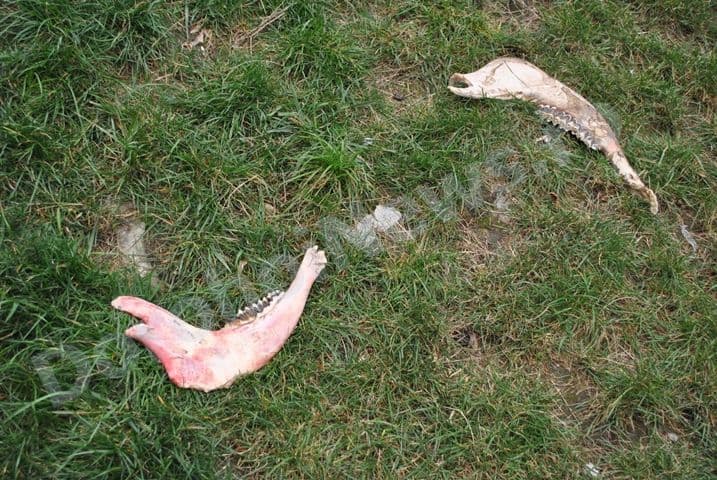 Fosilele unor animale preistorice in parc_Dorohoi_02