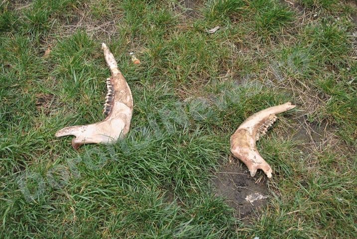 Fosilele unor animale preistorice in parc_Dorohoi_03