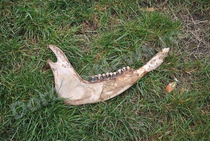 Fosilele unor animale preistorice in parc_Dorohoi_05