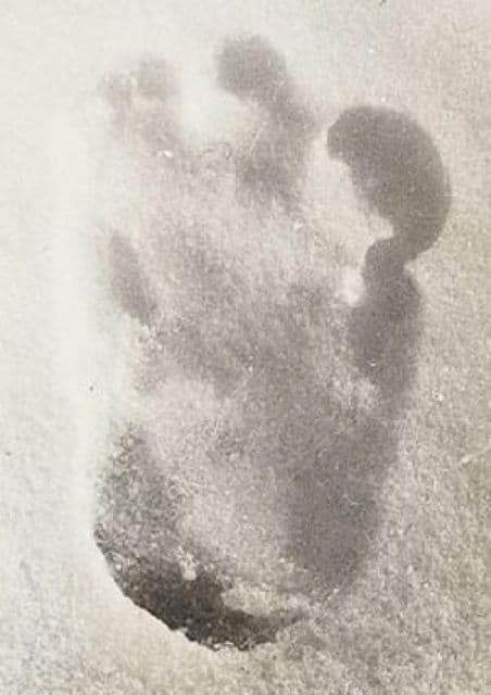 yeti