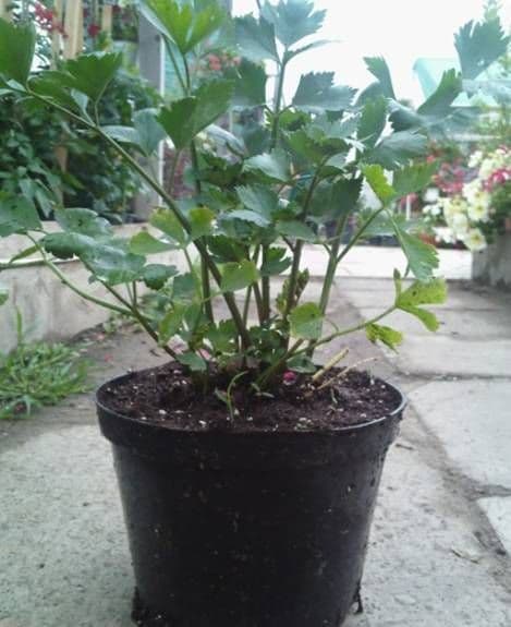 Legume la ghiveci_1